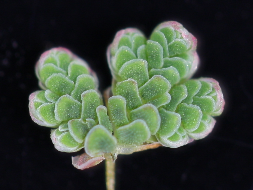 macro photo of Azolla